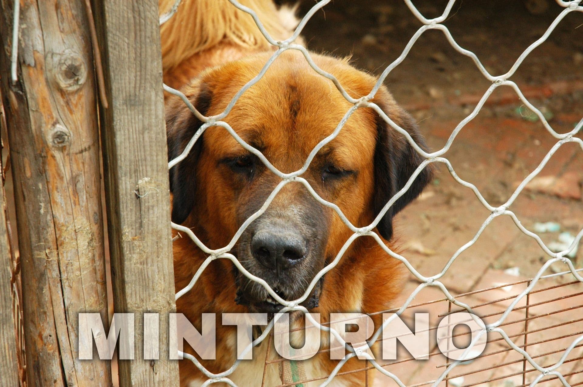 M5S Minturno: riaprire il canile comunale: una scelta di civiltà, tutela degli animali e risparmio per le casse pubbliche