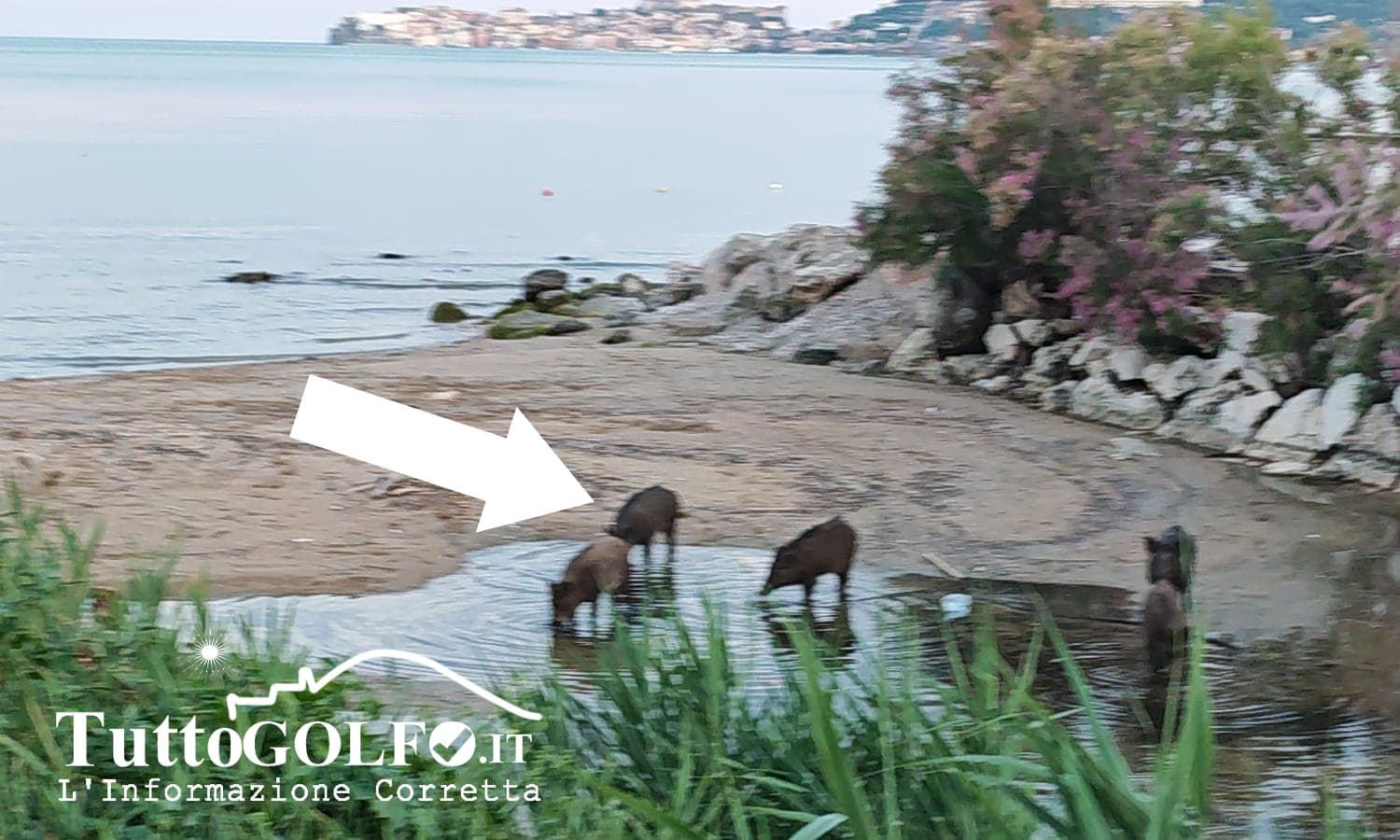 Formia - Cinghiale sull’arenile e caso di salmonellosi, Carta chiede chiarezza al Comune