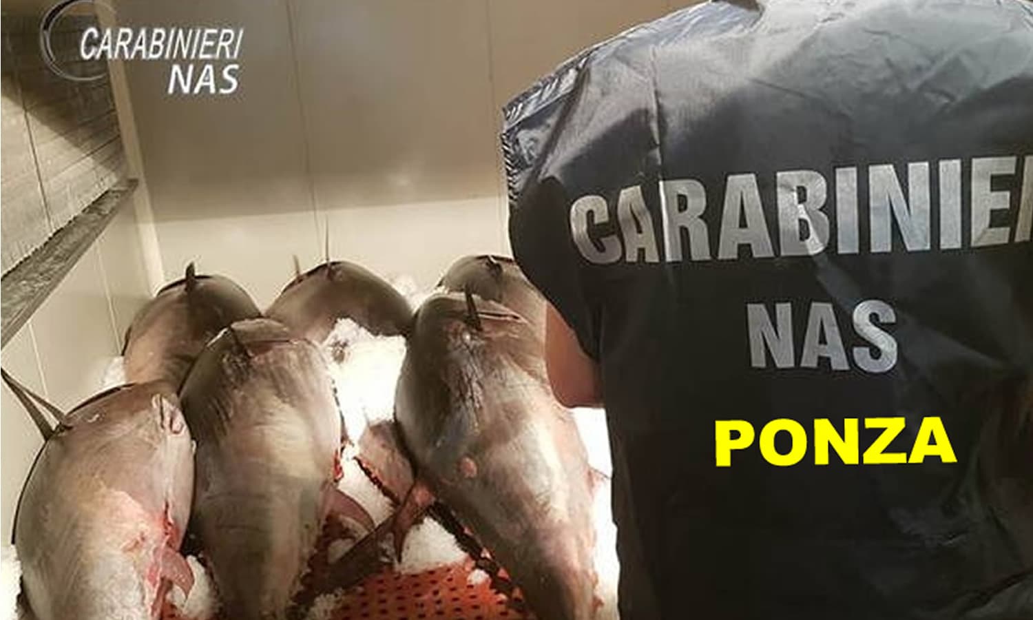 Ponza, blitz dei Carabinieri: sequestrati 12 chili di pesce e multa da 2mila euro a un ristorante