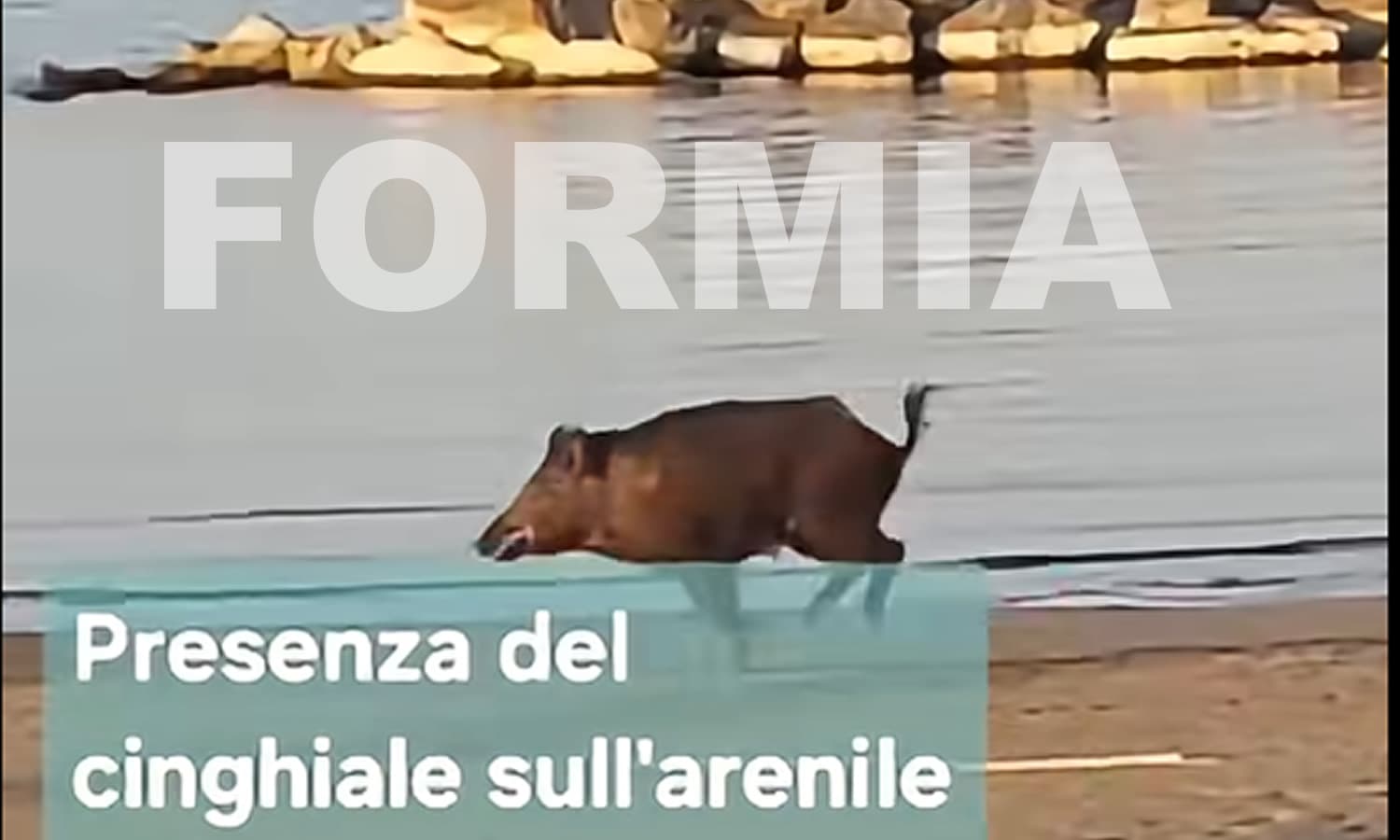 Il caso del bambino in ospedale affetto da salmonella riconducibile alla presenza di un cinghiale in spiaggia finisce alla Vita in diretta. La nota del sindaco Gianluca Taddeo