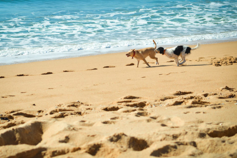 Cani in spiaggia? Si, una sentenza del Tar Lazio ne spiega i motivi
