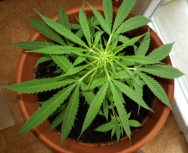 Piante di marijuana in giardino, arrestate due persone