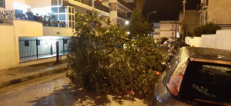 Maltempo, albero caduto in loclità San Giulio a Formia