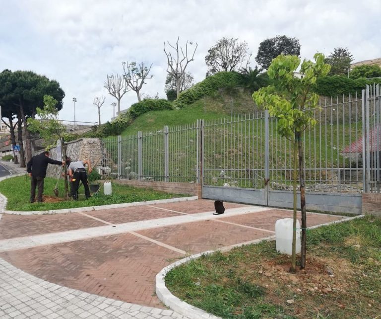 Verde pubblico, piantumati alberi di Canfora