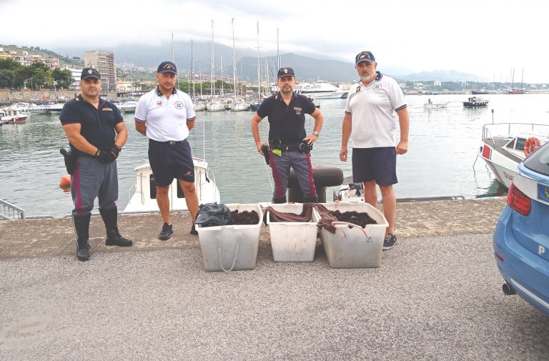 2500 Ricci di mare rigettati vivi nella acque del Golfo di Gaeta