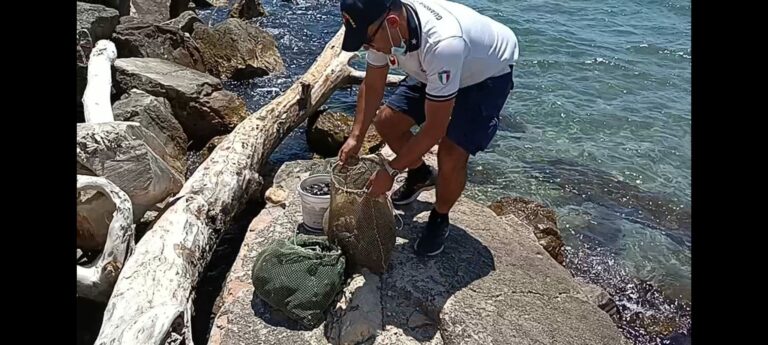 Formia, sequestrati 50 kg di cozze raccolte in porto