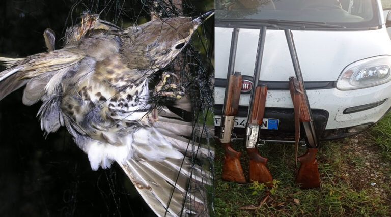 Cardellino, Bracconaggio: sequestrate 7 armi