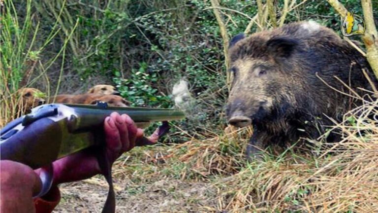 Castelforte, caccia al cinghiale: “l’amministrazione comunale agisca secondo le sue competenze”