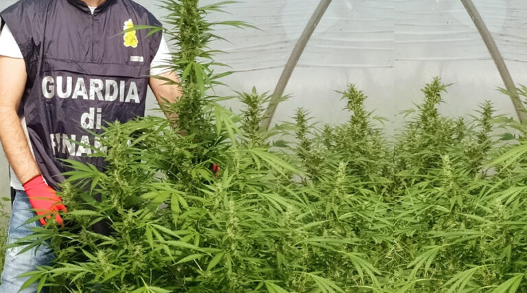 Scoperta a Mondragone una piantagione illegale. Arrestato il proprietario del terreno