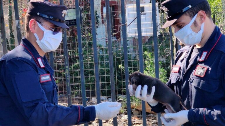 Itri, controllo in un allevamento di cani a tutela degli stessi