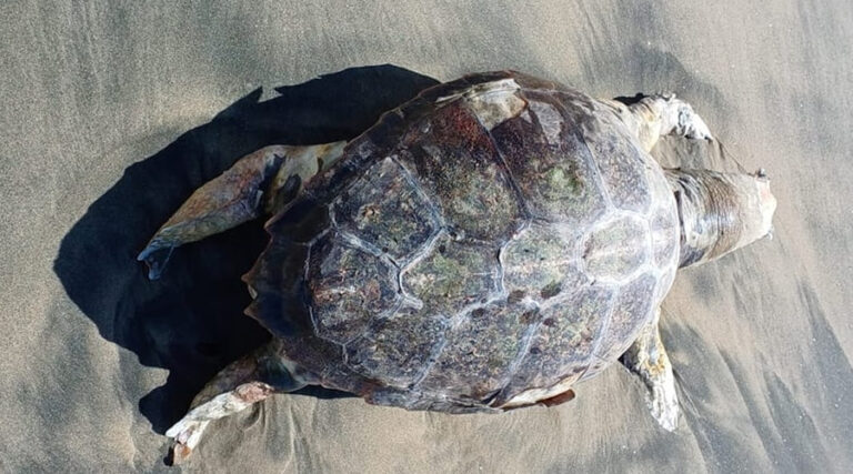 Tartaruga Caretta Caretta ritrovata esanime in spiaggia