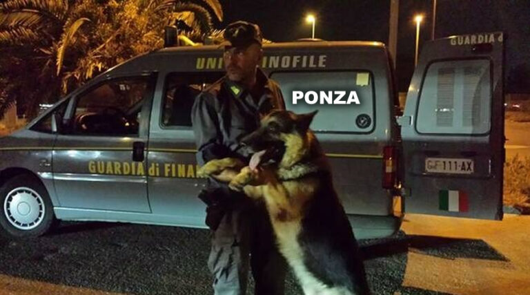 Ponza, Guardia di Finanza: in azione il cane Gingo. Segnalate 11 persone
