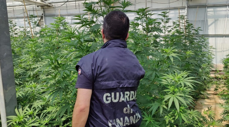 Coltivazione illegale di marijuana a Sessa Aurunca. Avrebbe fruttato oltre 5 milioni di euro