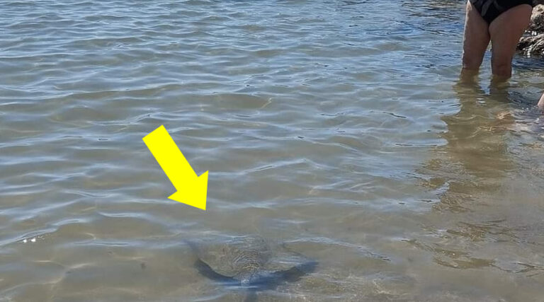 Fotografata una pigara petrosa a riva nel mare di Scauri. Nuota indisturbata tra i bagnanti