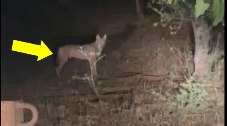 Il video dell’animale selvatico ripreso ad Itri. Lupo o cane lupo?