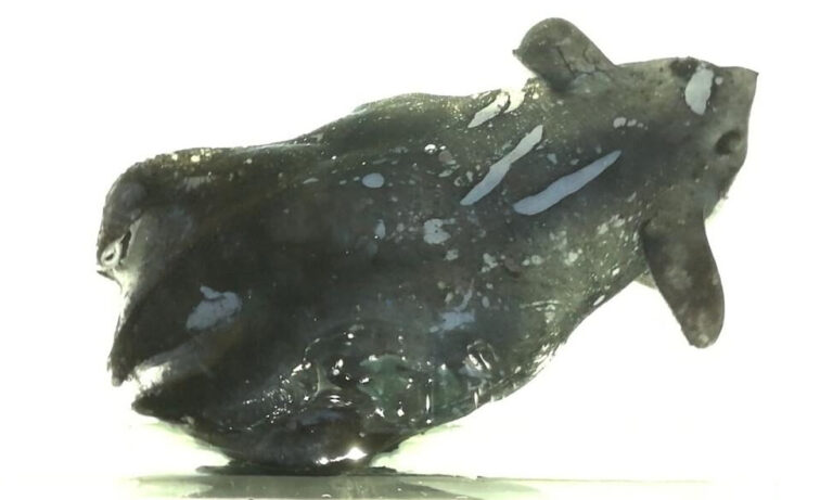 Scoperto il calamaro vampiro “Vampyroteuthis pseudoinfernalis”