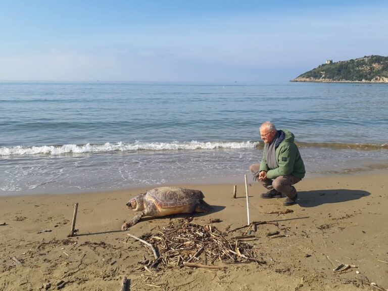Scauri – Purtroppo non c’è stato nulla da fare per  la tartaruga Caretta Caretta