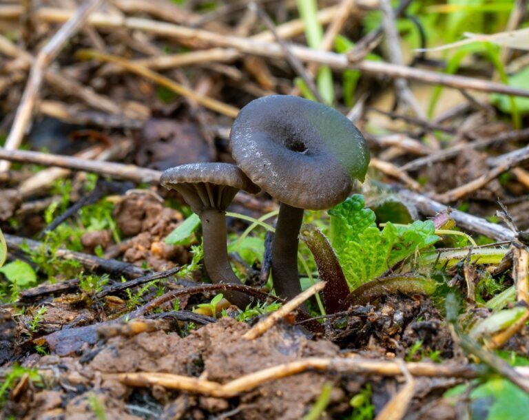 Arrhenia monsducalis: Una nuova specie di fungo porta il nome di una strada di Minturno